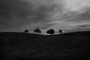 Hawthorn Trees, Galway, 1998