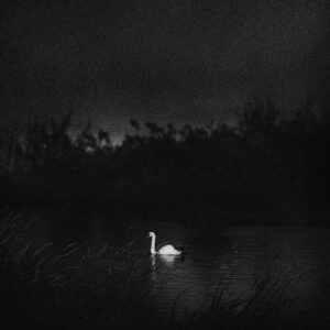 Swan, Galway, 1998